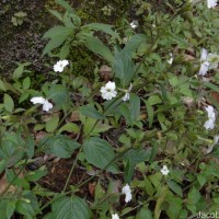 Browallia americana L.